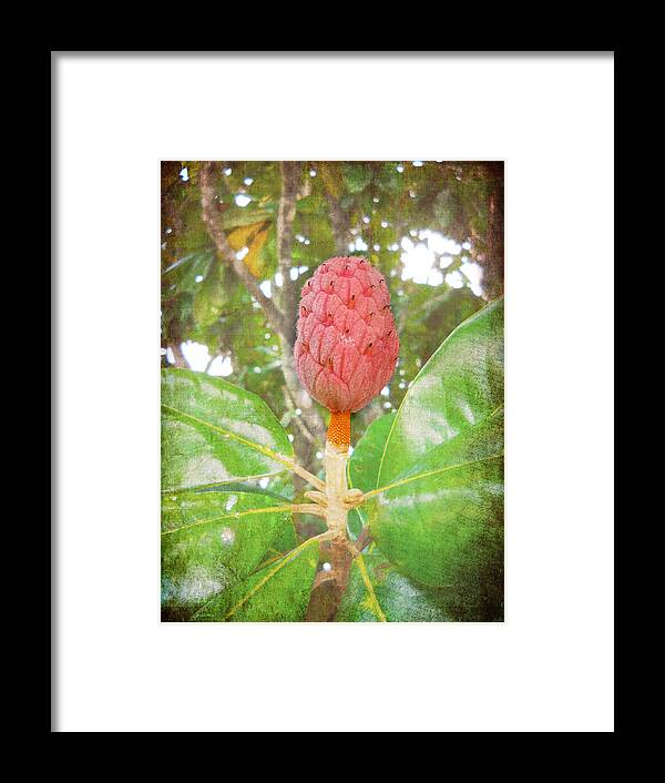 Tree Framed Print featuring the photograph After the Flower by Judy Hall-Folde