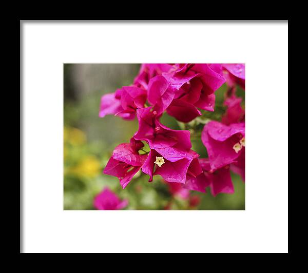 Flowers Framed Print featuring the photograph After the Rain by Amber Kresge