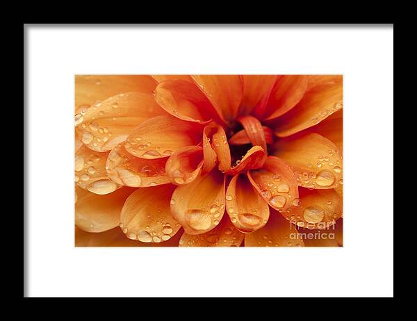 Abstract Framed Print featuring the photograph After The Rain by Anne Gilbert