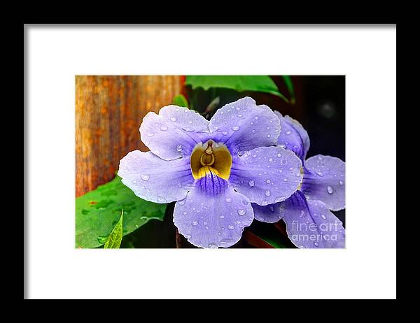 Flower Framed Print featuring the photograph After the Rain by Bob Hislop