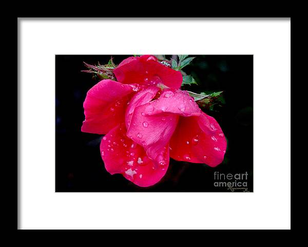Flora Framed Print featuring the photograph After the Rain by Mariarosa Rockefeller