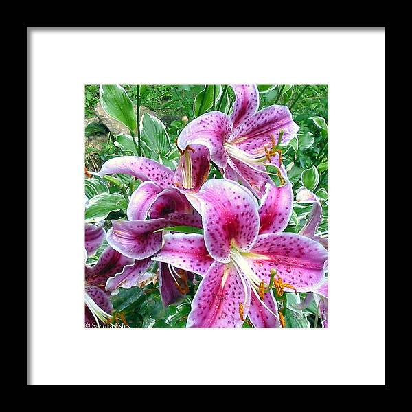 Stargazer Lilies Framed Print featuring the photograph After the Rain by Sandra Estes