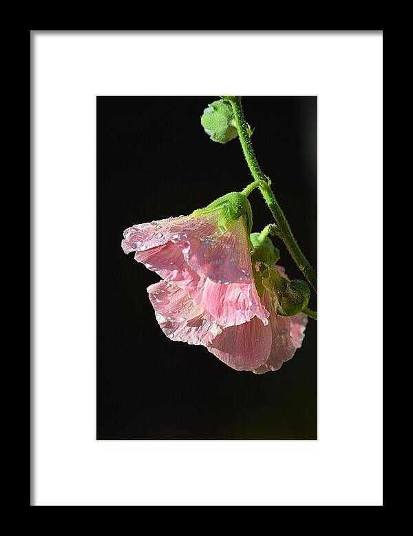 Hollyhock Framed Print featuring the photograph After the Shower by Jacqui Binford-Bell