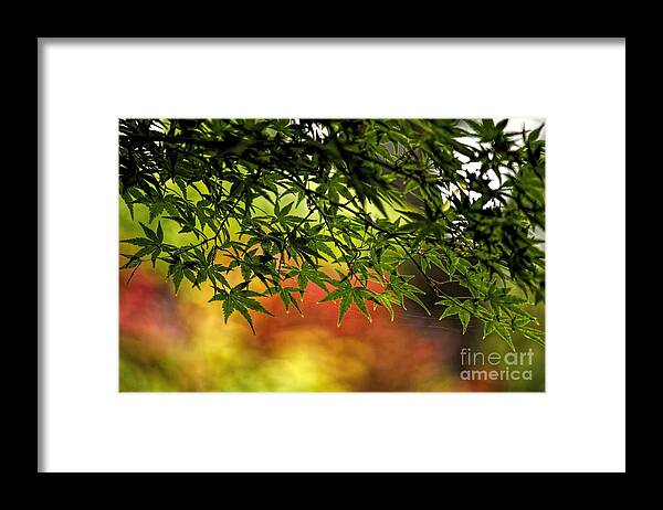 Japanese Maple Framed Print featuring the photograph Afternoon glow by Peggy Hughes