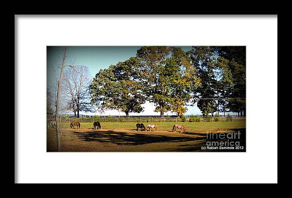 Horses Framed Print featuring the photograph Afternoon in the sun at Blue Horse Rescue by Rabiah Seminole