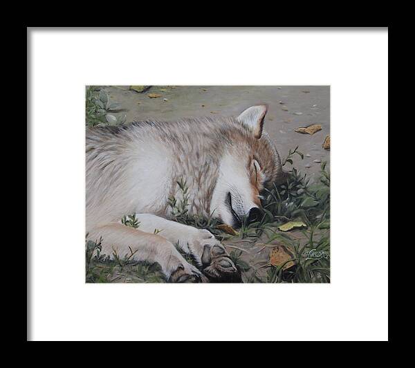 Wolf Framed Print featuring the painting Afternoon Nap by Tammy Taylor