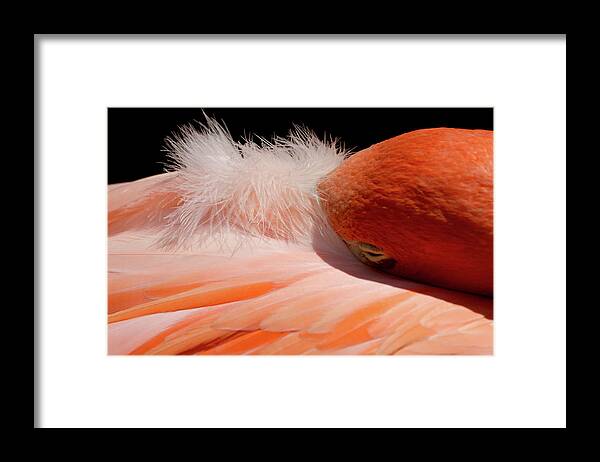 Flamingo Framed Print featuring the photograph Afternoon Nap by Theo OConnor