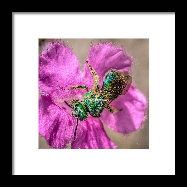 Antenna Framed Print featuring the photograph Agapostemon texanus by Traveler's Pics