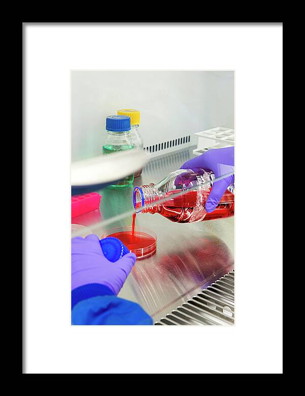 People Framed Print featuring the photograph Agar Plate Preparation by Louise Murray