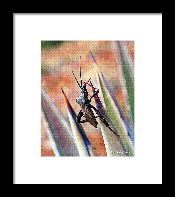 Agave Bug Framed Print featuring the photograph Agave Bug by Tom Janca