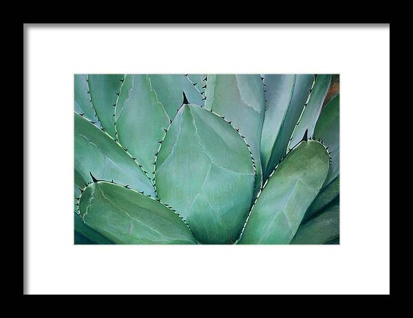 Birdseye Art Studio Framed Print featuring the painting Agave by Nick Payne