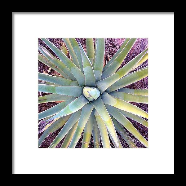 Arizona Framed Print featuring the photograph Agave by Ryan Hoffman