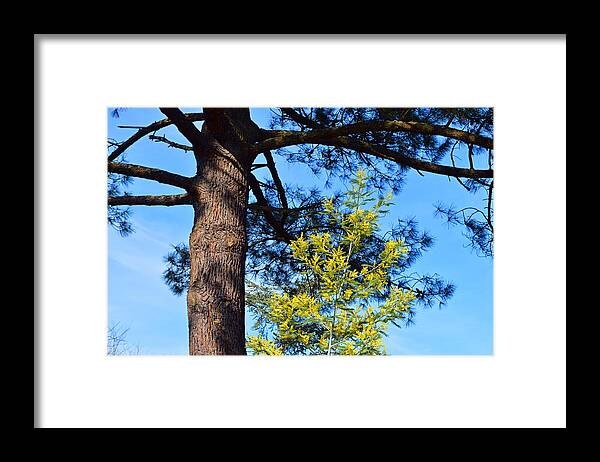 Pine Framed Print featuring the photograph Age and Youth by Bishopston Fine Art