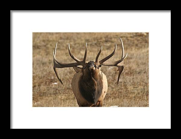 Male Framed Print featuring the photograph Aggression by Gary Hall