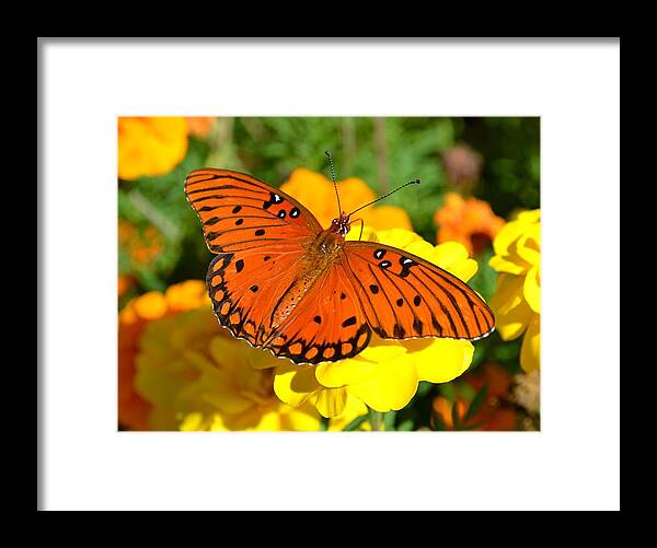 Agraulis Framed Print featuring the photograph Agraulis Vanillae-Gulf Fritillary Butterfly on Marigolds by Jeff at JSJ Photography