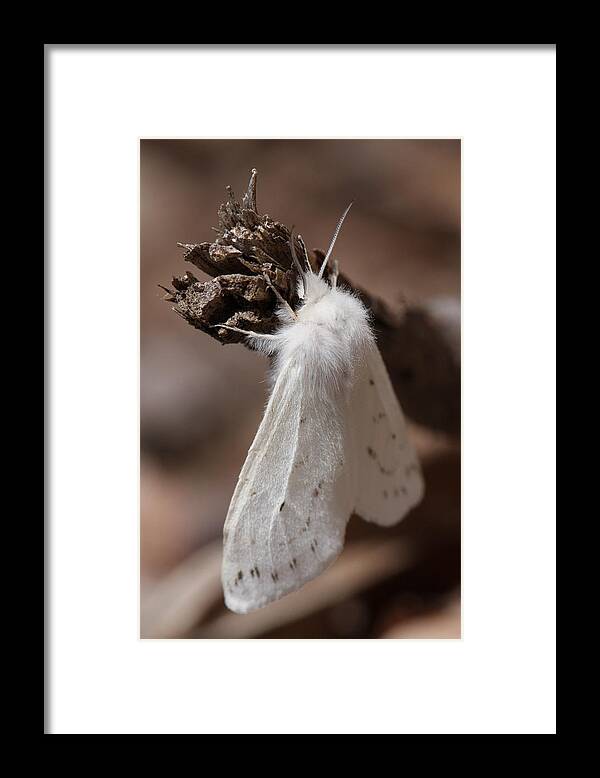 Agreeable Tiger Moth Framed Print featuring the photograph Agreeable Tiger Moth by Daniel Reed