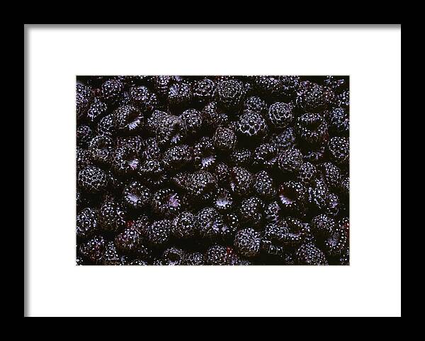 Closeup Framed Print featuring the photograph Agriculture - Closeup Of Black by Daniel Hurst