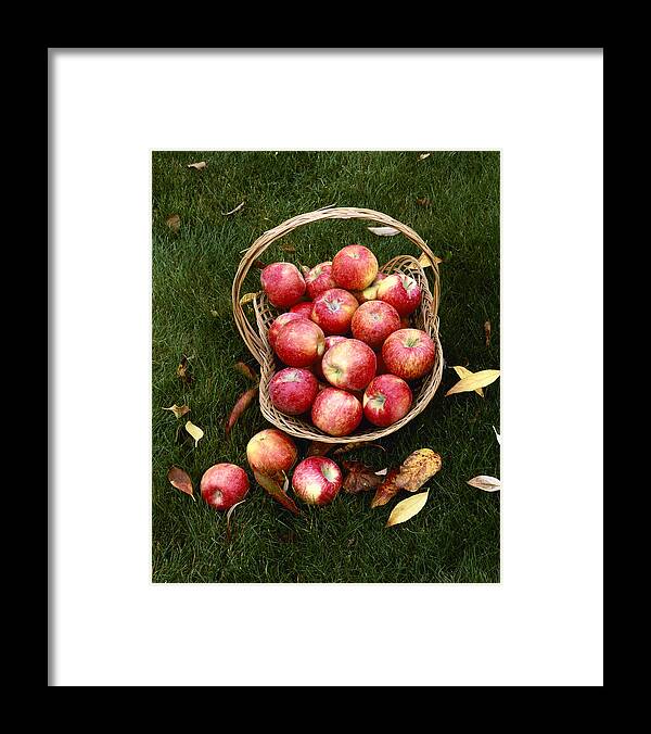 Agriculture - Fresh Honey Crisp Apples Framed Print by Charles Blakeslee -  Fine Art America