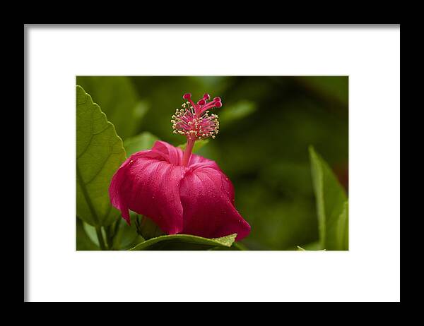 Floral Framed Print featuring the photograph Akalewa by Jade Moon 