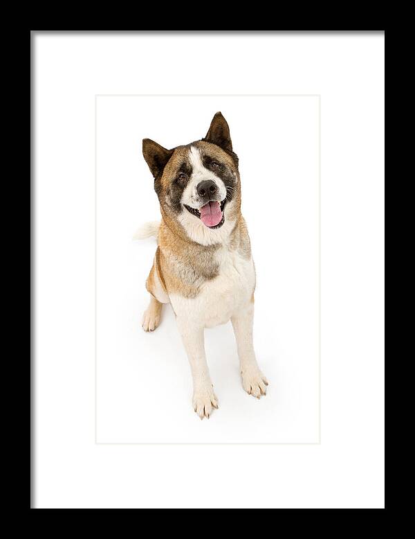 Dog Framed Print featuring the photograph Akita Dog Sitting and Looking Forward by Good Focused