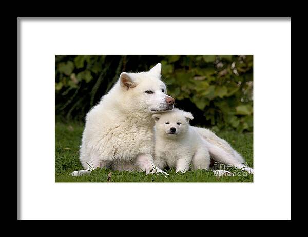 Dog Framed Print featuring the photograph Akita Inu Dog And Puppy by Jean-Michel Labat