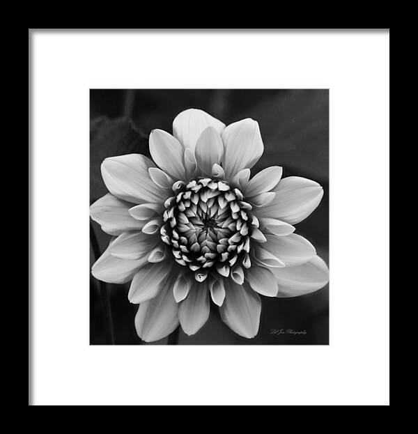 Dahlia Framed Print featuring the photograph Ala Mode Dahlia In Black and White by Jeanette C Landstrom