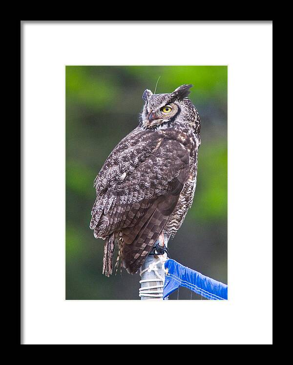 Wildlife Framed Print featuring the digital art Alaskan Owl by National Park Service