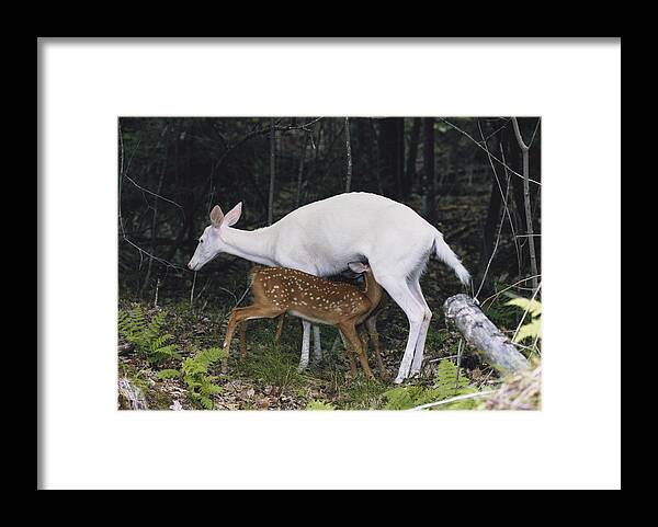 Albinic Framed Print featuring the photograph Albino Deer Nursing Fawns With Normal by Thomas And Pat Leeson