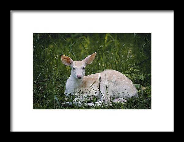 Albinic Framed Print featuring the photograph Albino White-tailed Deer Fawn by Thomas And Pat Leeson