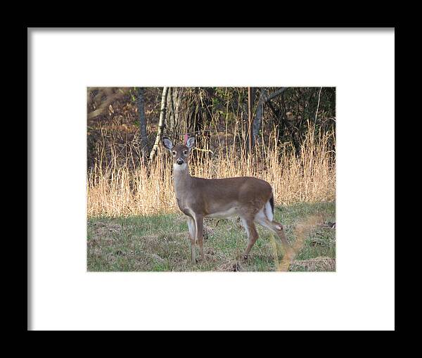 Kathy Long Framed Print featuring the photograph Alert Little Doe by Kathy Long