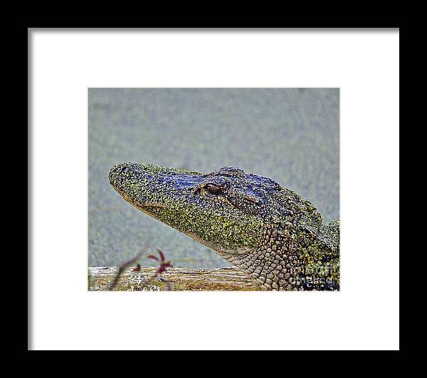 Alligator Framed Print featuring the photograph Algae Gator by Al Powell Photography USA