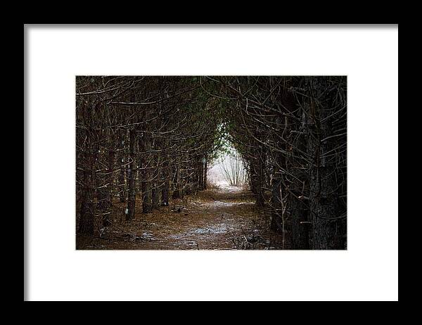 Forest Framed Print featuring the photograph Alice in Wonderland by Daniel Martin