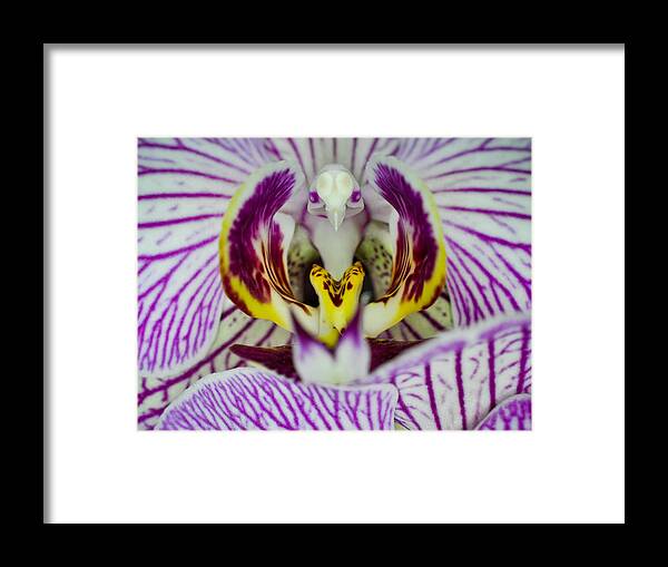 Phalaenopsis Orchid Framed Print featuring the photograph Alien Moth Orchid by Kevin Munro