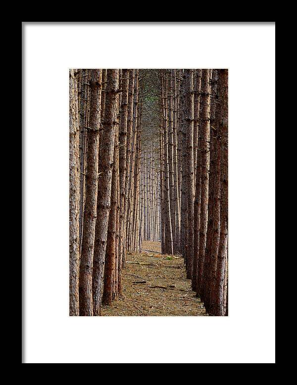 Pine Trees Framed Print featuring the photograph Aligned by Paul Noble