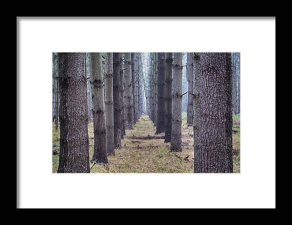 Trees Framed Print featuring the photograph All in a Row by Melinda Dreyer