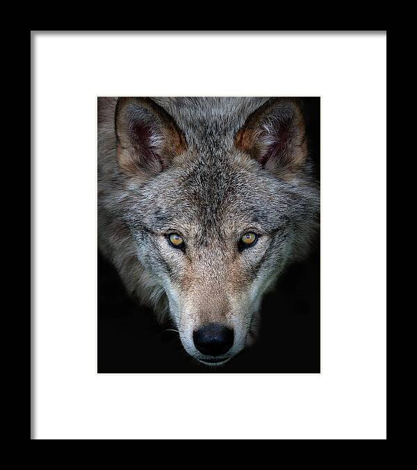 Animal Framed Print featuring the photograph All The Better To See You - Timber Wolf by Jim Cumming