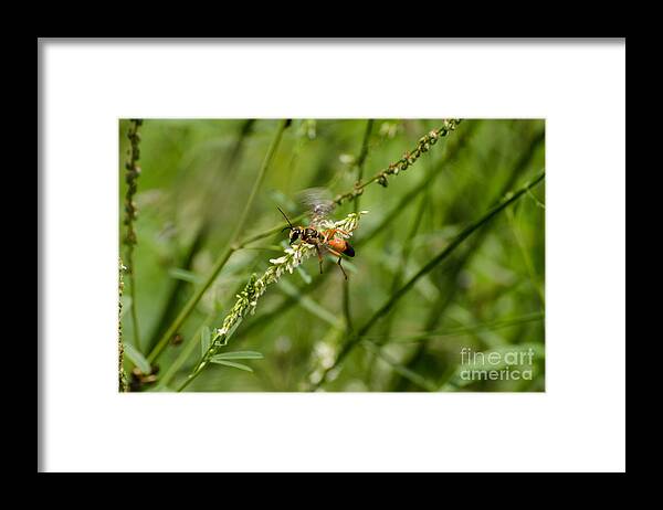 Insect Framed Print featuring the photograph All To Myself by Donna Brown