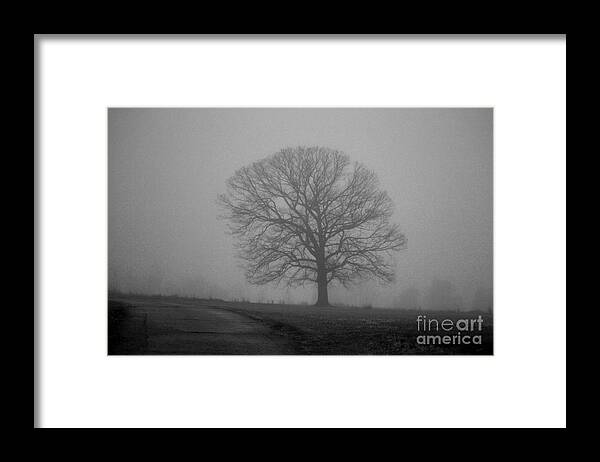 Tree Framed Print featuring the photograph All Trees Are Nice by Carlee Ojeda