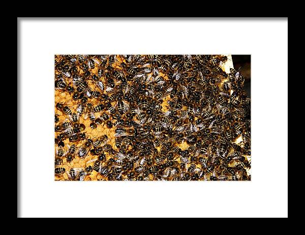 Honeybee Framed Print featuring the photograph All work and no play by Ron Harpham