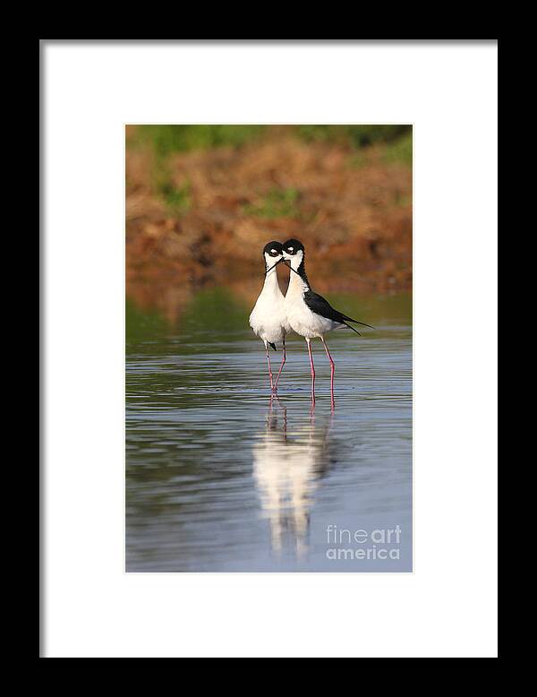 Bird Framed Print featuring the photograph All you need is stilt Love by Ruth Jolly