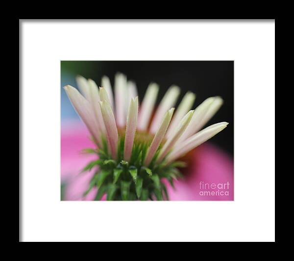 Flower Framed Print featuring the photograph Alleluia by Rosemary Aubut