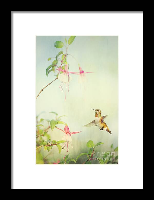 Hummingbird Framed Print featuring the digital art Allen's Hummingbird and Fuschia by Susan Gary