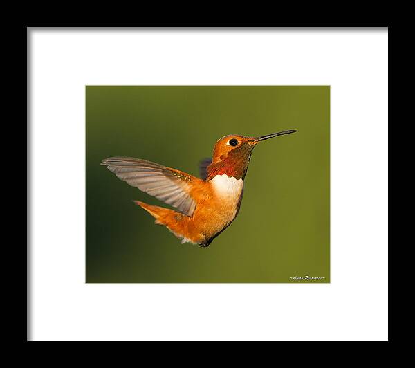 Bird Framed Print featuring the photograph Allen's Hummingbird Tail Up by Avian Resources