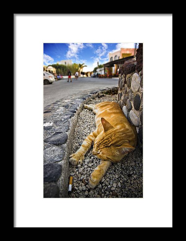 Ginger Framed Print featuring the photograph Alley Cat Siesta by Meirion Matthias