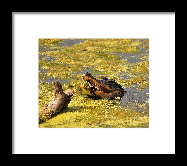 Alligator Framed Print featuring the photograph Alligator Ambush by Al Powell Photography USA