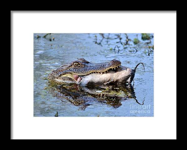 Alligator Framed Print featuring the photograph Alligator Catches Catfish by Kathy Baccari