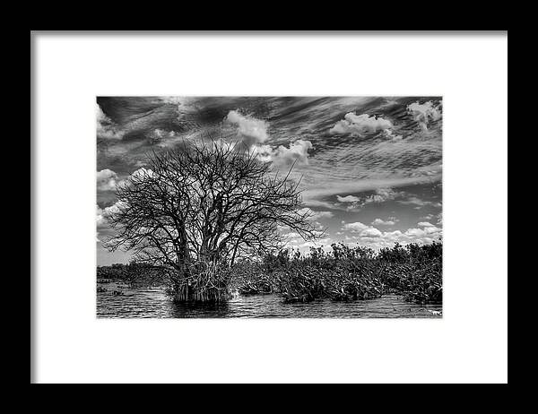Swamp Framed Print featuring the photograph Alligator Country by Geraldine Alexander