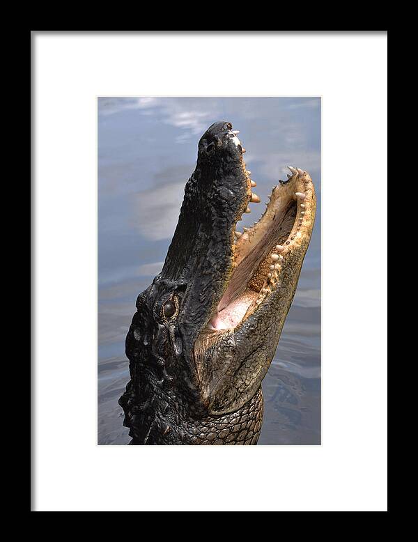 Alligator Framed Print featuring the photograph Alligator Head by Mary Beth Angelo