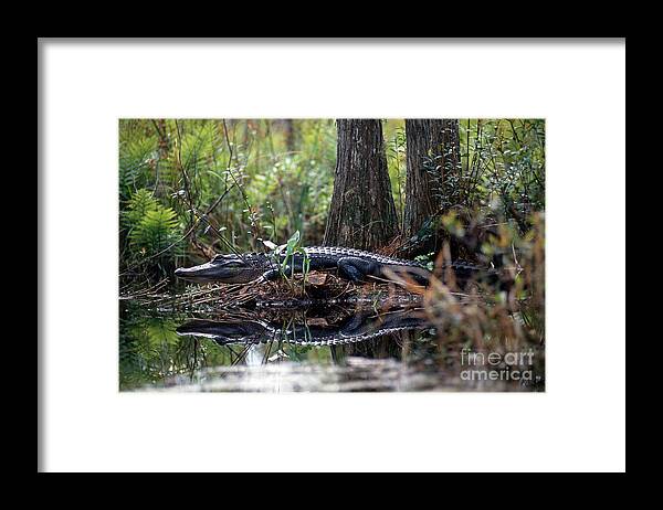 American Alligator Framed Print featuring the photograph Alligator In Okefenokee Swamp by William H. Mullins