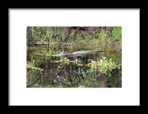 American Alligator Framed Print featuring the photograph Alligator In Swamp by Jim West